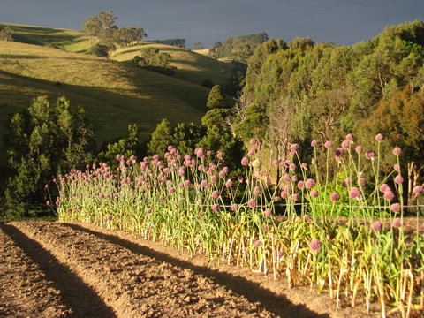 Meeniyan Garlic Festival - Holiday Find 1