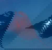 Project Manta Ningaloo Reef Western Australia - Holiday Find