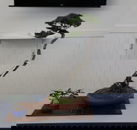 Wauchope Bonsai Workshop Group - Holiday Find