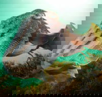 Whyalla Maritime Museum - Cuttlefish Capers - Holiday Find