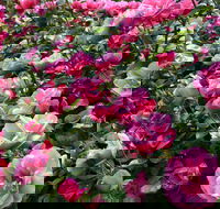 2020 Woolmers Estate Festival of Roses - Holiday Find