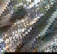 Annual Koala Count - Holiday Find