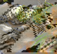 Blayney Farmers' Market - Holiday Find