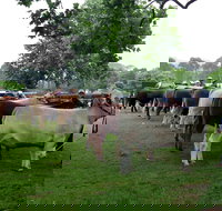 Dorrigo Agricultural Show - Holiday Find