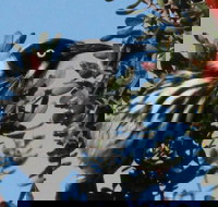 Esperance Wildflower Festival - Holiday Find