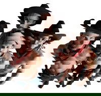 RAILED by Head First Acrobats - Holiday Find