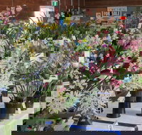 Sapphire Coast Orchid Club Spring Orchid Show - Holiday Find