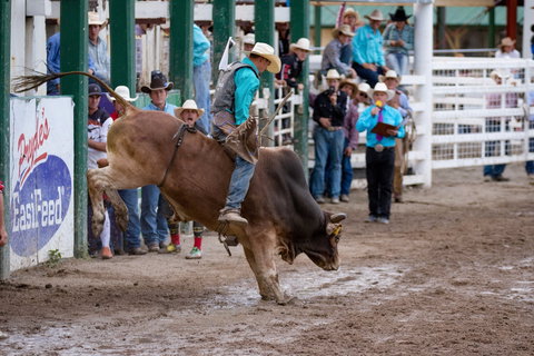 Warwick Rodeo National APRA National Finals And Warwick Gold Cup Campdraft - Holiday Find 1