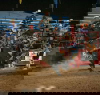 Black Opal Bull and Bronc Ride - Holiday Find