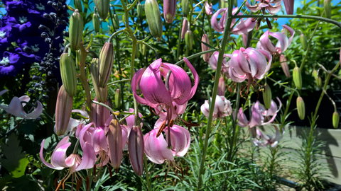 Burnie Lilium Show - Holiday Find 1
