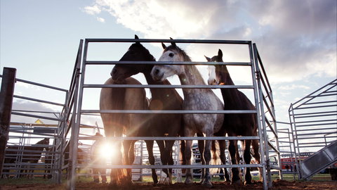 Cunnamulla Fella Festival 2020 - Holiday Find 1