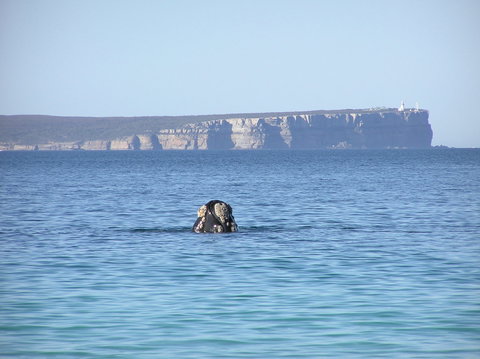 Jervis Bay's Sydney To Hobart Experience - Holiday Find 0