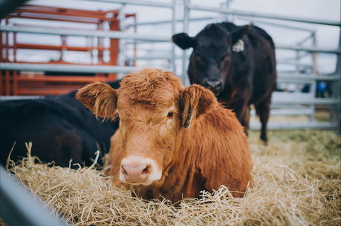 Mudgee Small Farm Field Days - Holiday Find 2