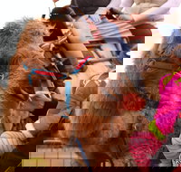 Willunga Almond Blossom Festival - Holiday Find