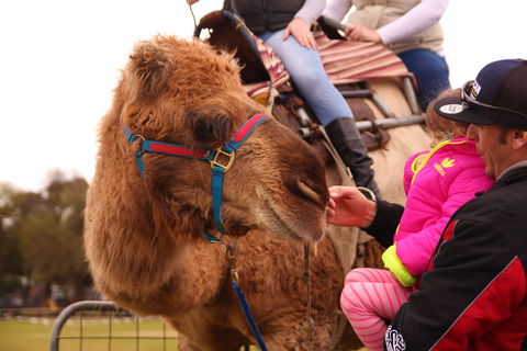 Willunga Almond Blossom Festival - Holiday Find 0