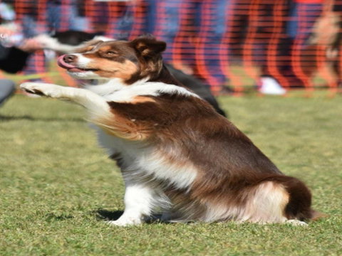 Dogs In The Park NSW Orange - Holiday Find 0