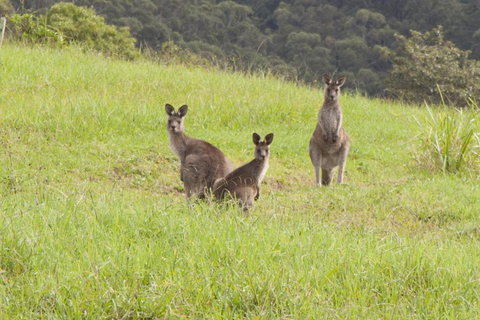 Wilderberry Cottage - Holiday Find 6
