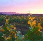 Red Door Collective RDC Estate - Holiday Find