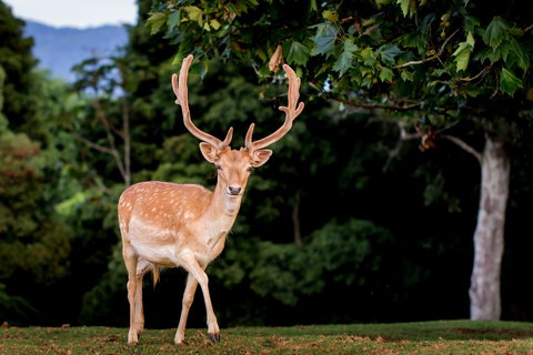 Lookout Mountain Retreat - Holiday Find 1