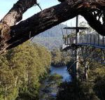 Tahune Air Walk Lodge - Holiday Find