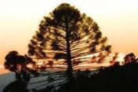 Bunya Mountains Accommodation Centre - Holiday Find 5