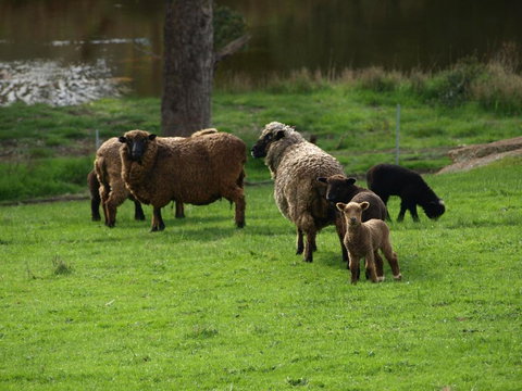 Rickaty On Blackwood - Holiday Find 6