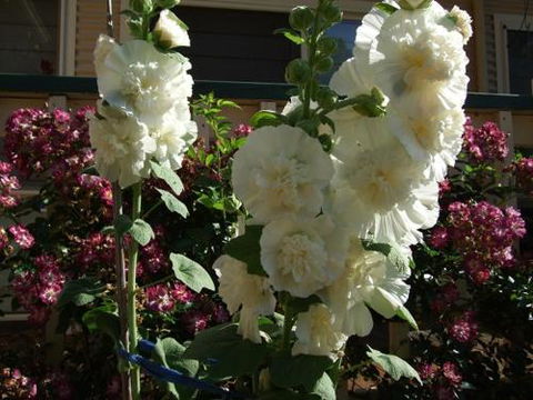 Nannup Riverview Cottage - Holiday Find 2