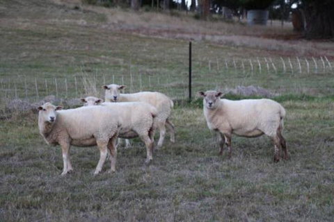 Wattle Grove Homestead Bed & Breakfast - Holiday Find 3