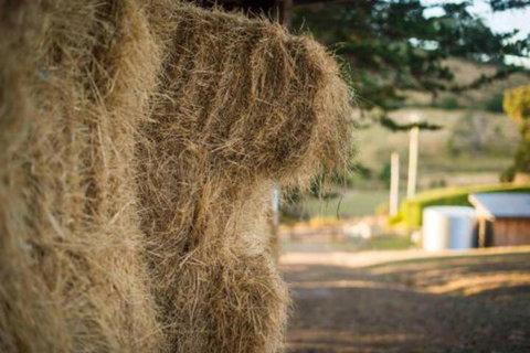 Wattle Grove Homestead Bed & Breakfast - Holiday Find 6