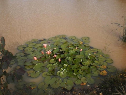 Riverdowns Cottage - Holiday Find 1