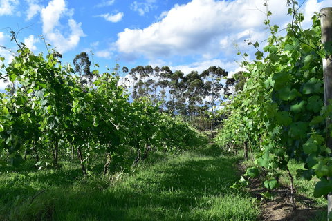 Labertouche Gypsy Creek Winery - Holiday Find 1