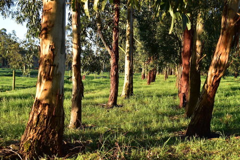 Labertouche Gypsy Creek Winery - Holiday Find 2