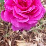 Mountain River TAS Holiday Find