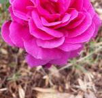 Birch Lane - Holiday Find