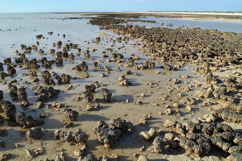 Hamelin Pool Caravan Park - Holiday Find 3