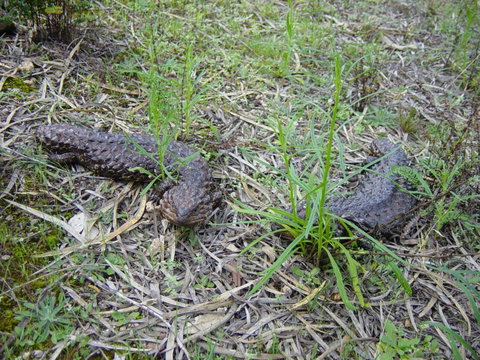 Didgy Ridge - Holiday Find 3