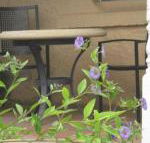 Amalie Cottage Waikerie Unit 1 - Holiday Find