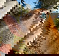 Quirindi Sunflower Motor Inn - Holiday Find