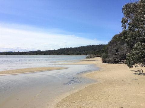 Oystercatcher - Holiday Find 6
