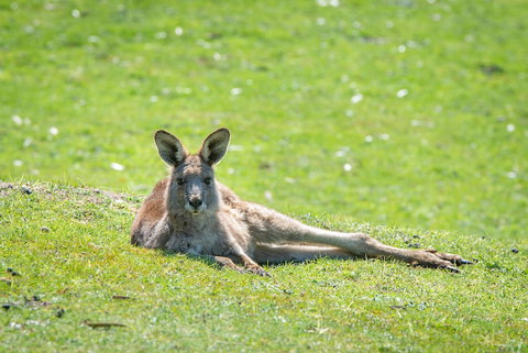Halls Gap Motel - Holiday Find 5