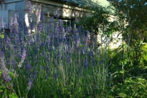 Colonial Cottages Of Ross - Holiday Find 5