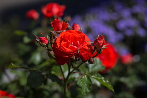 Willows Motel - Holiday Find 5