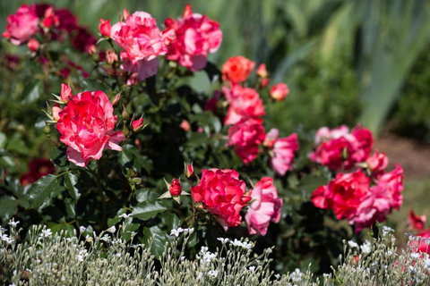 Willows Motel - Holiday Find 2