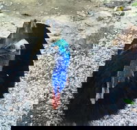 Licuala Lodge - Holiday Find