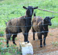 Alstonville Country Cottages - Holiday Find
