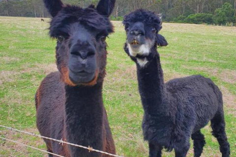 Cinnamon Coloureds Farm Cottages - Holiday Find 6