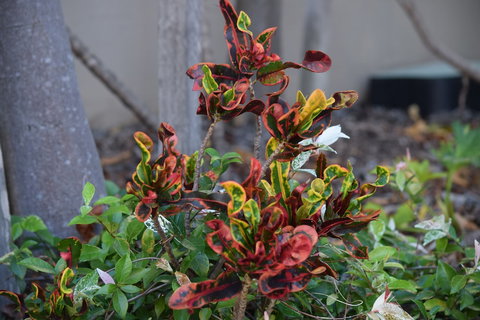 Gladstone Heights Executive Apartments - Holiday Find 3