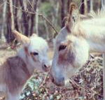Donkey Tales Farm Cottages - Holiday Find