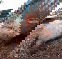 Batchelor Butterfly Farm - Holiday Find