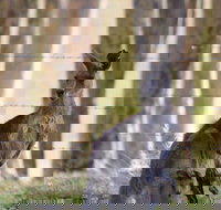 Bella Wind Bed  Breakfast - Holiday Find